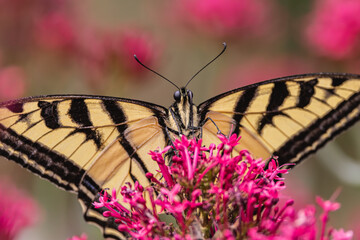Swallowtail butterfly