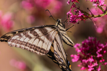 Swallowtail butterfly