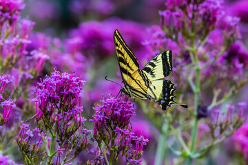 Swallowtail butterfly