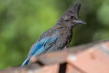 Stellar Jay