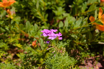 バーベナ（Verbena）の可憐な花
