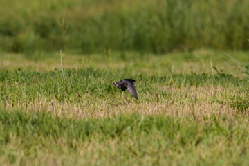 素晴らしい瞬間！空を舞うツバメ（Swallow）