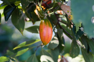 朱色の実が美しいカラスウリ (カラスウリ（Trichosanthes cucumeroides）)