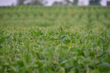 Soybean Field