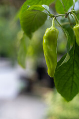 A closeup of a pepper 
