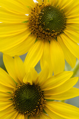 Obraz premium Closeup of sunflowers
