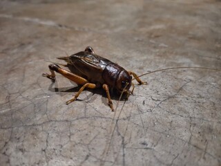 A giant cricket resting on a smooth, solid surface, displaying its intricate exoskeleton and long antennae.