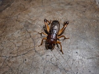 A giant cricket resting on a smooth, solid surface, displaying its intricate exoskeleton and long antennae.