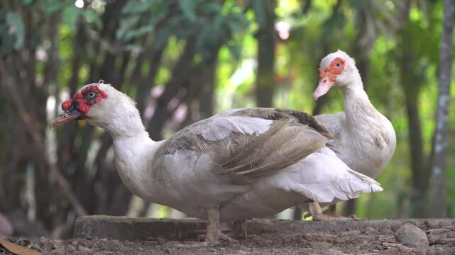 Two white muscovy ducks standing in the morning. Focus selected