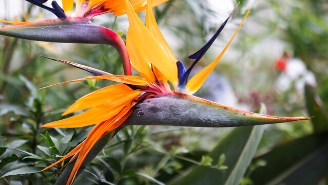 Bird of Paradise