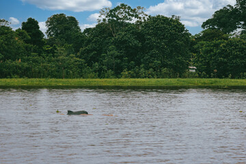 Landscape portraits on the amazon river and blue sky. Amazonas. 