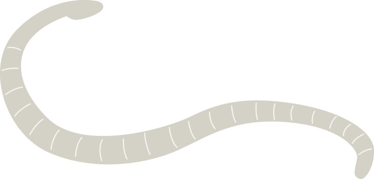 Illustration of a Tapeworm Parasite