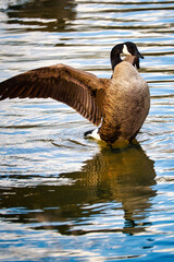 Canadian goose on water