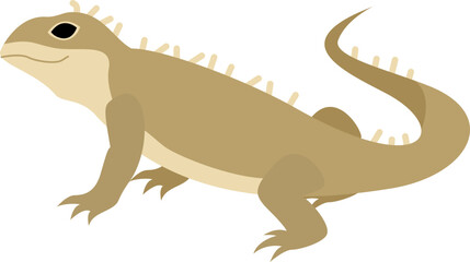 Tuatara reptile