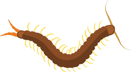 centipede