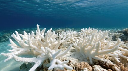 coral reef bleached white under warming ocean waters