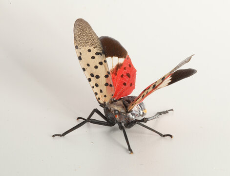 Spotted lanternfly, Lycorma delicatula, displaying its bright red hindwings that are normally covered by the pale, spotted forewings. 
