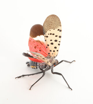 An invasive spotted lanternfly, Lycorma delicatula, ready to jump with its wings spread.  The forewings are pink with black spots, and the hind wings are bright red, white and black. 