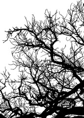 silueta arbol, arbusto, hojas, ramas, otoño, ilustracion, bosques, naturaleza, sequia, atmosfera