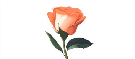 Close Up Of A Blossoming Rose Flower Bud Isolated On White Background