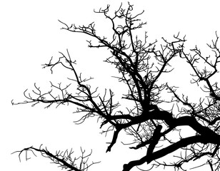 silueta arbol, arbusto, hojas, ramas, otoño, ilustracion, bosques, naturaleza, sequia, atmosfera