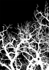 silueta arbol, arbusto, hojas, ramas, otoño, ilustracion, bosques, naturaleza, sequia, atmosfera
