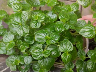 Chinese betel plants that grow well in plastic pots. Chinese betel leaves have many health benefits