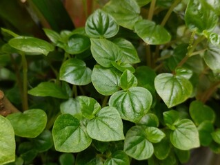 Chinese betel plants that grow well in plastic pots. Chinese betel leaves have many health benefits