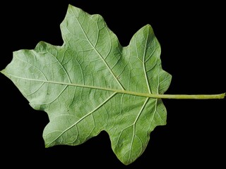 1. eggplant leaves isolated on black background