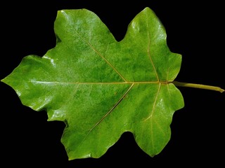 eggplant leaves isolated on black background