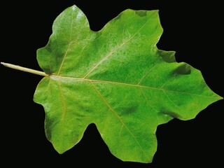 eggplant leaves isolated on black background