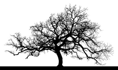 silueta arbol, arbusto, hojas, ramas, otoño, ilustracion, bosques, naturaleza, sequia, atmosfera