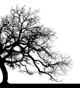 silueta arbol, arbusto, hojas, ramas, oto&ntilde;o, ilustracion, bosques, naturaleza, sequia, atmosfera