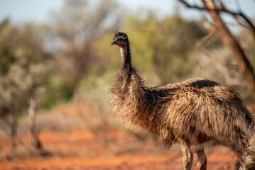 Emu in the Australian desert