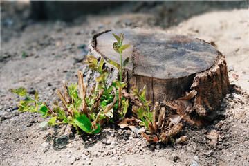 나무 밑둥에 새생명이