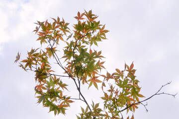 단풍잎 가득한 하늘