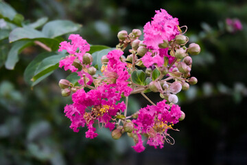 배롱나무 꽃 피는 계절