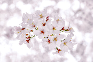 봄의 꽃 한가득