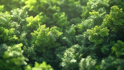 Fototapeta premium A breathtaking birds-eye view of a lush green forest