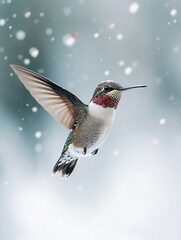 Fototapeta premium hummingbird isolated on winter background