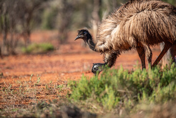Emu in the Australian desert