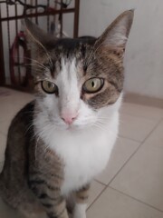 A grey cat sitting on the stairs, Un gato de color gris sentado en las escaleras 440