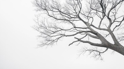 A striking display of bare branches stretches towards a pale white sky, highlighting winter's chill and the quiet of the season