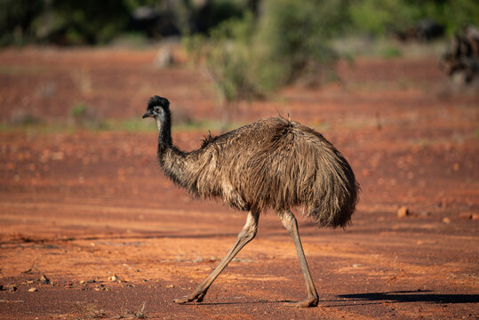 Emu in the Australian desert