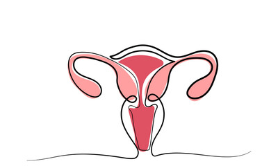 Uterus Female reproductive system, cycle.women's genital organ, Internal organs concept.line art illustration isolated on a white background.
