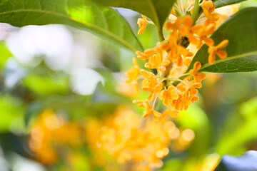 botanical background of sweet osmanthus in a garden