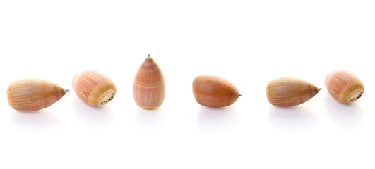 oak acorns isolated on a white background 