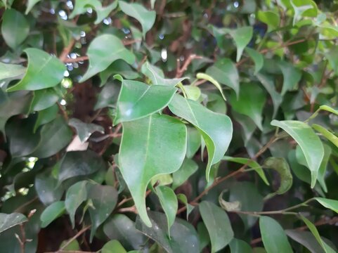Close-up of leaves in the city, Acercamiento de hojas en la ciudad 479