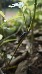 A caterpillar hangs at a branch in the garden
