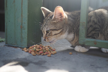 A Stray Cat Happily Enjoying a Meal Near the Green Gate in a Charming Urban Setting